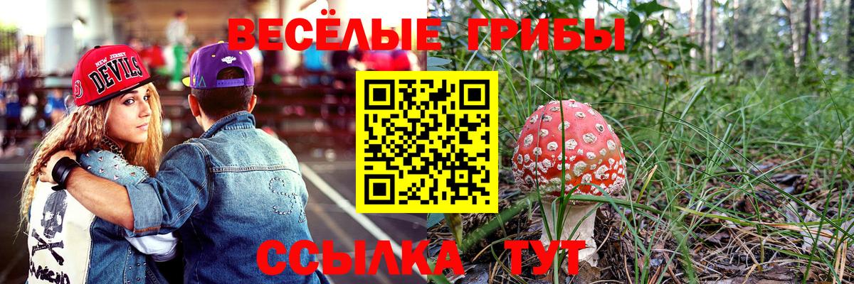 Псилоцибиновые грибы Cubensis  Вход с VPN  Вольск  Псилоцибиновые грибы прущие грибы 