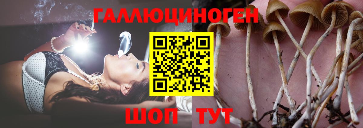 Галлюциногенные грибы Psilocybe Вольск